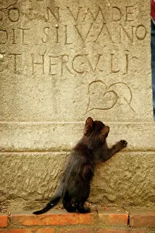 Gravestone: CAT - feral black kitten playing on gravestone