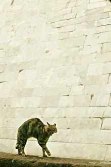 Arching: CAT - feral cat arching back and yawning