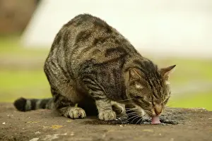 Puddles: CAT - feral cat drinking from puddle