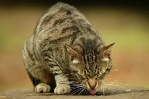 Puddles: CAT - feral cat drinking from puddle