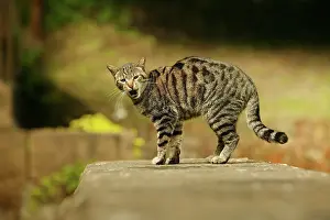 Miaowing: CAT - feral cat, mouth open