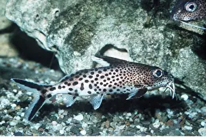 Showing: Cat fish - showing barbels on head