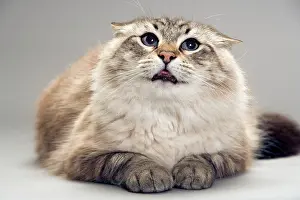 Flattened: Cat - with flattened ears