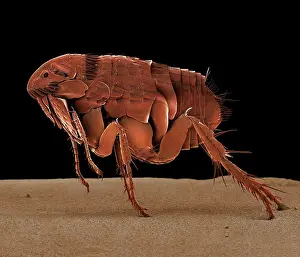 Flea: Cat Flea