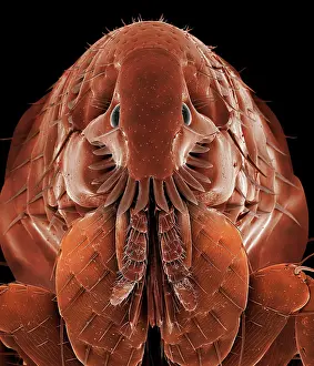 Flea: Cat Flea