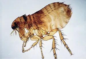 Flea: CAT FLEA
