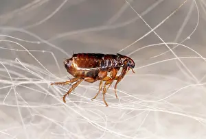 Flea: CAT FLEA - crawling in cat fur