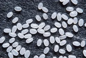 Flea: CAT FLEA EGGS - X8 magnification