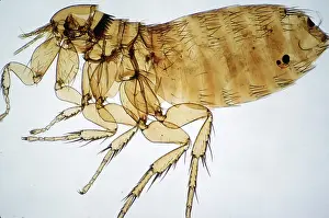 Transparent: CAT FLEA - FEMALE X10
