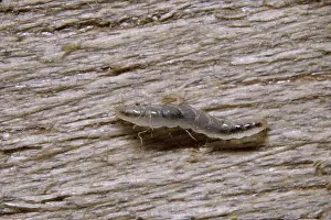 Flea: CAT FLEA LARVAE - X6 magnification