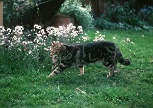 Kill: CAT - with fledgling bird in jaws