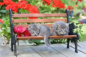 Bedtime: Cat Flower - Alsace