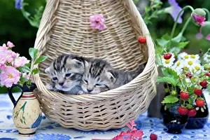Materials: Cat Flower - Alsace