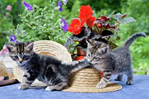 Headdress: Cat Flower - Alsace