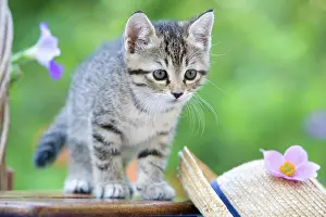 Headdress: Cat Flower - Alsace