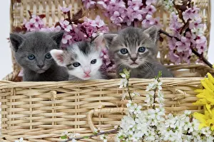 Materials: Cat Flower - Alsace