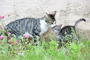 Evocations: Cat Flower - France