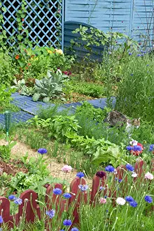 Board: Cat in a flowered kitchen garden in summer