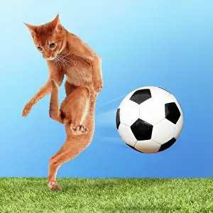 Football: Cat with football kicking volley