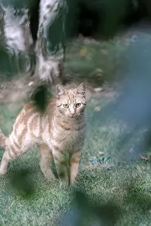 Unsharp: Cat in a garden France