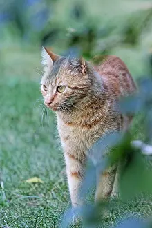 Unsharp: Cat in a garden France