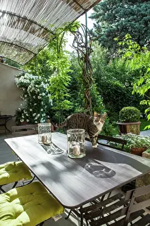 Tables: Cat on a garden terrace