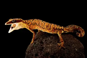 Opened: Cat gecko (Aeluroscalabotes felinus), on black background