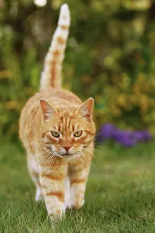 Mongrels: Cat - Ginger