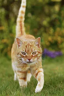 Mongrels: Cat - Ginger