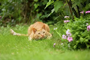 Pounce: Cat - Ginger cat crouching in garden watching prey