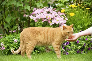Treat: Cat - ginger cat feeding from woman's hand