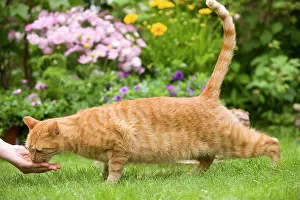 Treat: Cat - ginger cat feeding from woman's hand