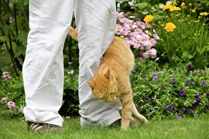 Owners: Cat - Ginger cat in garden brushing up against owners legs