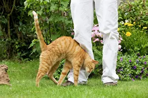 Owners: Cat - Ginger cat in garden brushing up against owner's legs