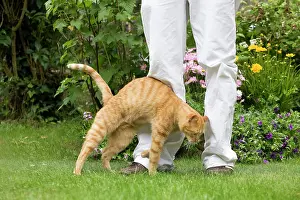 Owners: Cat - Ginger cat in garden brushing up against owner's legs