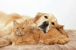 Ginger: CAT - Ginger cat and Golden Retriever