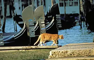 Gondolas: Cat - Ginger cat walking on boardwalk next to gondolas