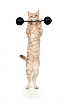 Weightlifting: CAT - Ginger cat weightlifting