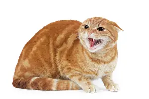 Hissing: Cat - Ginger domestic cat - sitting down snarling