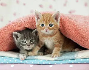 Hide: Cat - Ginger and Grey Tabby kittens