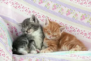 Shut: Cat - Ginger and Grey Tabby kittens sleeping