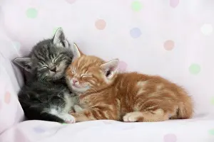 Shut: Cat - Ginger and Grey Tabby kittens sleeping