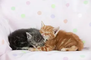Shut: Cat - Ginger and Grey Tabby kittens sleeping