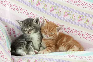 Shut: Cat - Ginger and Grey Tabby kittens sleeping