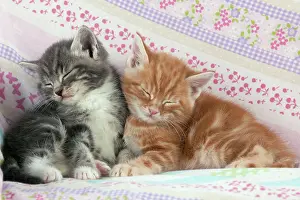 Rest: Cat - Ginger and Grey Tabby kittens sleeping