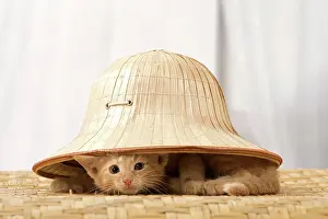 Secretive: Cat - Ginger kitten