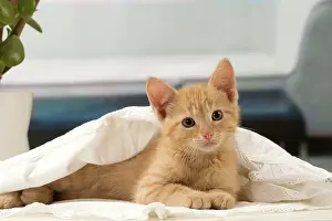 Tablecloth: Cat - Ginger kitten