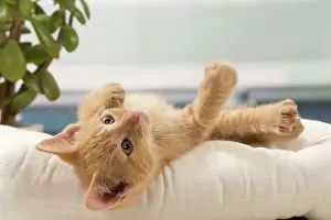 Pillow: Cat - Ginger kitten