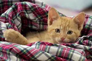 Shirt: Cat - Ginger kitten