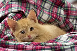 Shirt: Cat - Ginger kitten